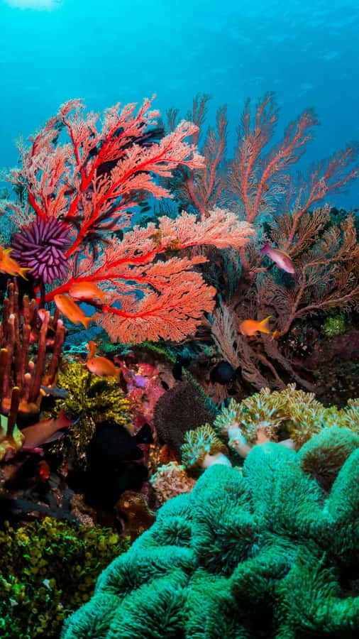 Vibrant_ Coral_ Scene_ Great_ Barrier_ Reef.jpg Wallpaper