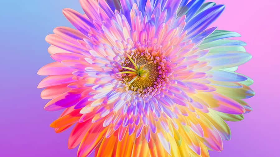 Vibrant Gradient Daisy.jpg Wallpaper