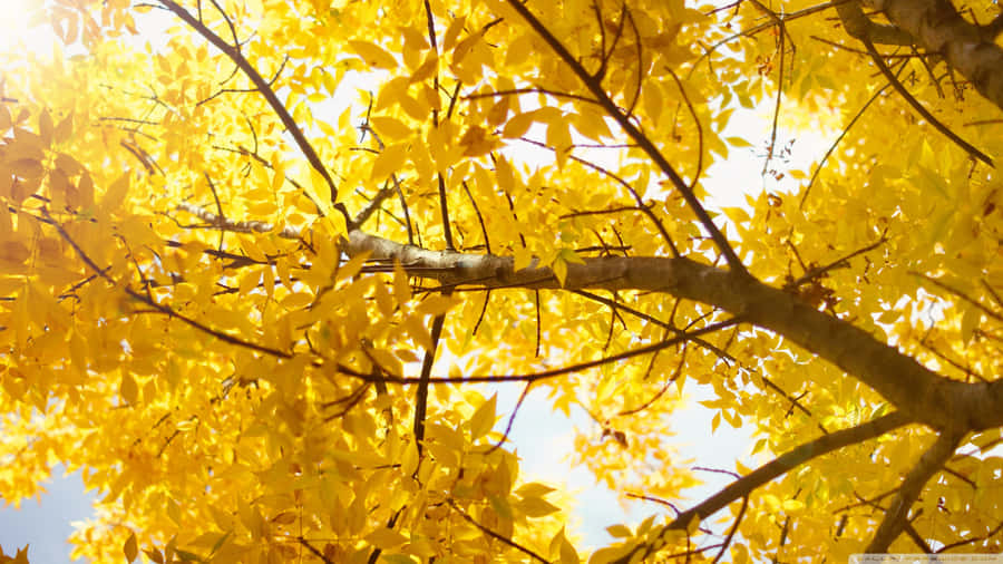 Vibrant Yellow Wall In A Modern Room Wallpaper