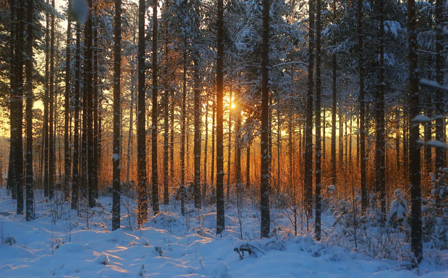 Walking Through The Winter Forest Wallpaper