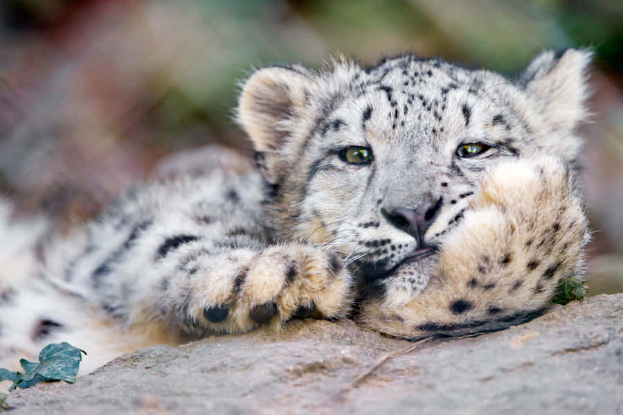 Weird Pfp Of Leopard Wallpaper