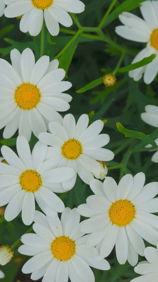 White Spring Daisy Iphone Wallpaper