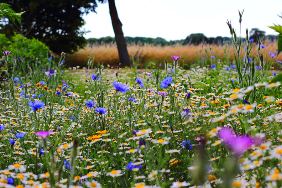 Wildflowers Green Scenery Wallpaper