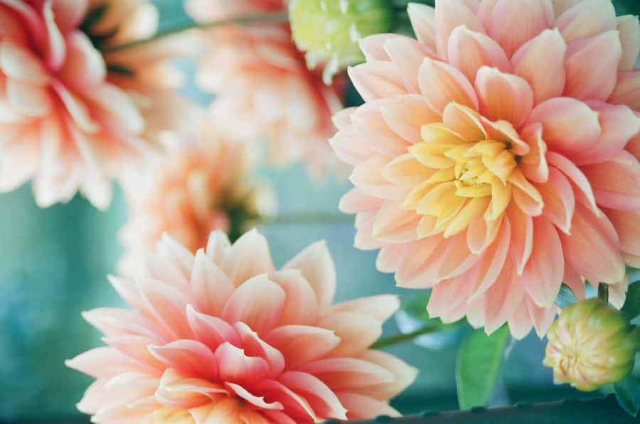 Wildflowers Orange Flowers Art Wallpaper