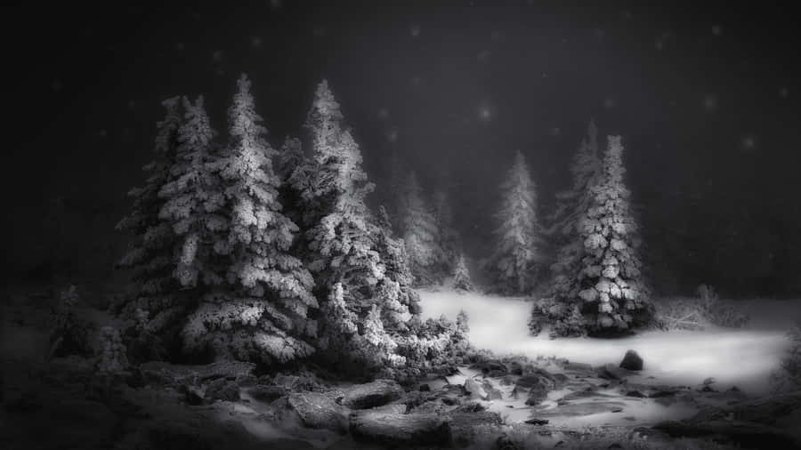 Winter Black Forest Laptop Wallpaper