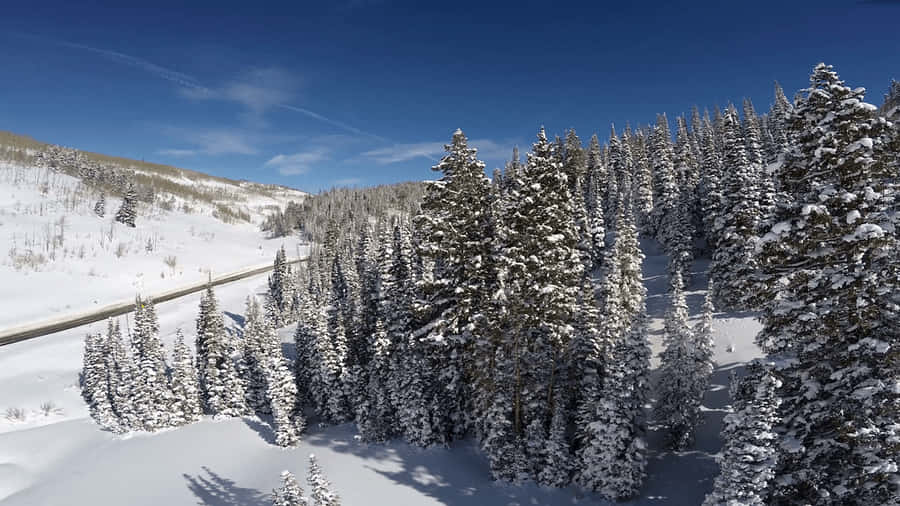 Winter Wonderland Wallpaper