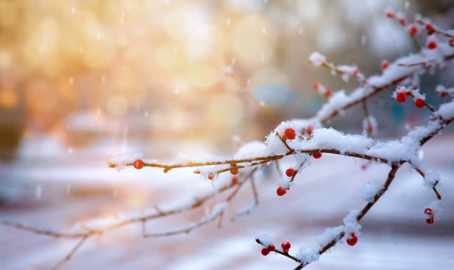 Winter Wonderland Serenity Wallpaper