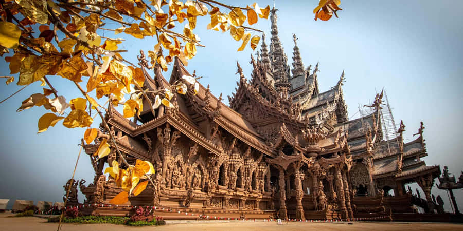 Yellow Leaves Growing Near The Sanctuary Of Truth Wallpaper