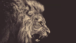 1080p Hd Black And White Lion Wallpaper