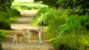 1080p Hd Three Deer On Dirt Road Wallpaper