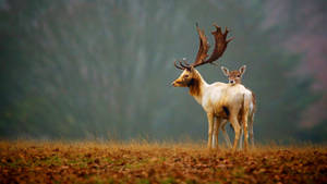 1080p Hd Two Deer On Grass Wallpaper