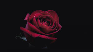 12k Red Rose Wallpaper