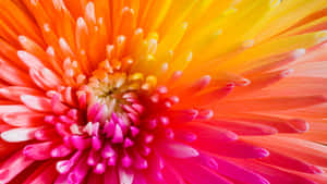 1920 X 1080 Flower Macro Daisy Hd Wallpaper