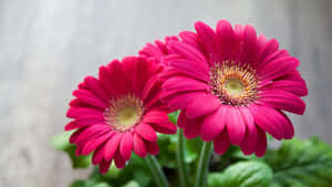 1920 X 1080 Flower Nexus Pink Gerbera Wallpaper