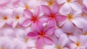 1920 X 1080 Flower Pink Frangipani Hd Wallpaper