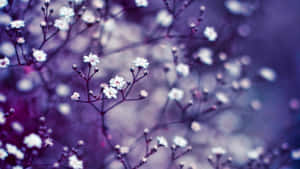 1920 X 1080 Flower White Snow Wallpaper