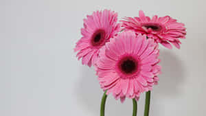 1920 X 1080 Pink Barberton Daisy Flower Wallpaper