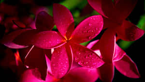 1920 X 1080 Red Frangipani Moist Flower Wallpaper