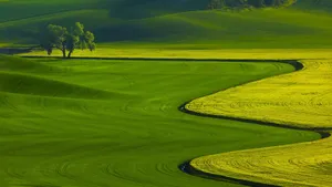 1920x1080 Full Hd Nature Green Grass Wallpaper