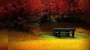 1920x1080 Full Hd Picnic Table In Autumn Wallpaper