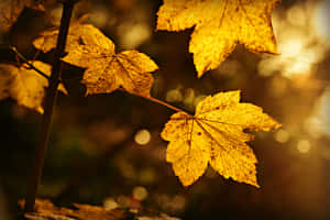 1920x1080 Hd Fall Close Up Leaves Wallpaper