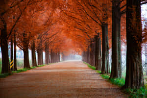 1920x1080 Hd Fall Road Covered Orange Leaves Wallpaper