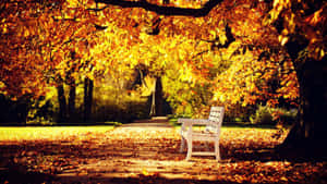 1920x1080 Hd Fall White Park Bench Wallpaper