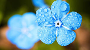 1920x1080 Hd Flower Blue Wallpaper