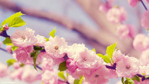 1920x1080 Hd Flower Cherry Tree Wallpaper