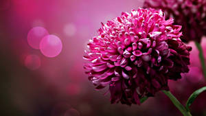 1920x1080 Hd Flower Chrysanthemum Wallpaper