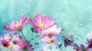 1920x1080 Hd Flower Pretty Wallpaper