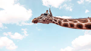 1920x1080 Hd Giraffe Long Neck Wallpaper