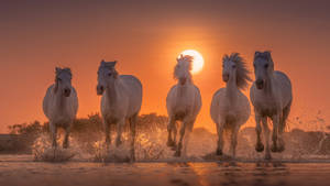 1920x1080 Hd Herd Of White Horses Wallpaper