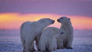 1920x1080 Hd Polar Bear Family Wallpaper