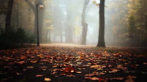 2560x1440 Fall Fog Wallpaper