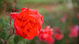 2560x1440 Spring Big Red Rose Wallpaper