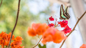 2560x1440 Spring Blue-green Butterfly Wallpaper