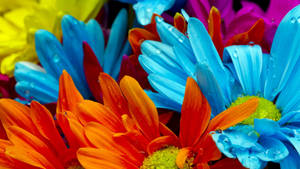 2560x1440 Spring Blue Orange Flowers Wallpaper