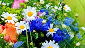 2560x1440 Spring Chamomile Flowers Wallpaper