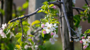 2560x1440 Spring Lone Blossom Tree Wallpaper