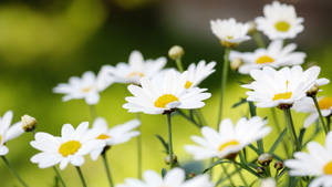 2560x1440 Spring White Daisies Wallpaper