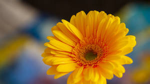 2560x1440 Spring Yellow Daisy Wallpaper