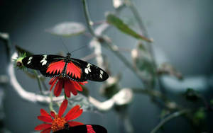 32k Ultra Hd Nature Butterfly On Branch Wallpaper