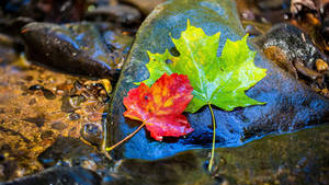 32k Ultra Hd Nature Green And Red Maple Leaves Wallpaper