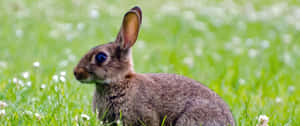 3440x1440 Animal Big Eyed Rabbit Wallpaper