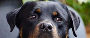 3440x1440 Animal Black Rottweiler Dog Wallpaper