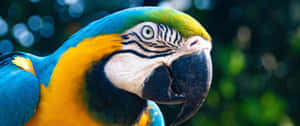 3440x1440 Animal Blue And Yellow Macaw Bird Wallpaper