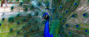 3440x1440 Animal Blue Peafowl Close Up Shot Wallpaper