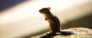 3440x1440 Animal Brown And Black Chipmunk Wallpaper