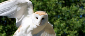 3440x1440 Animal Flying Barn Owl Wallpaper